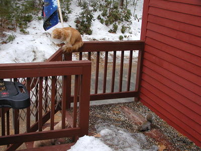 Cats and the squirrel