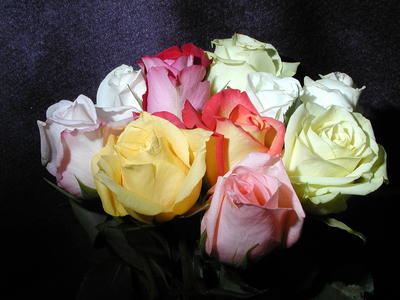 Roses #2