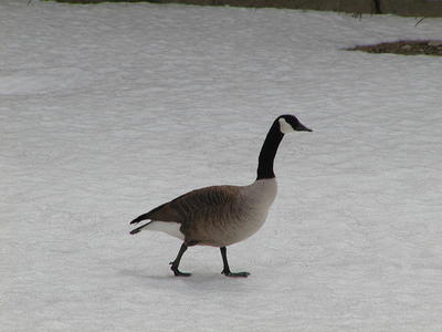 Canadian Goose