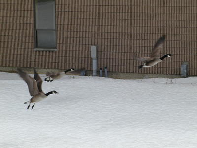 Geese in flight