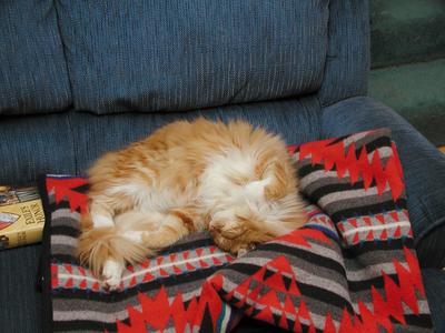 Let sleeping cat lie