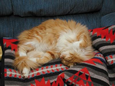 Let sleeping cats lie