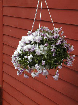 Pansies in the snow