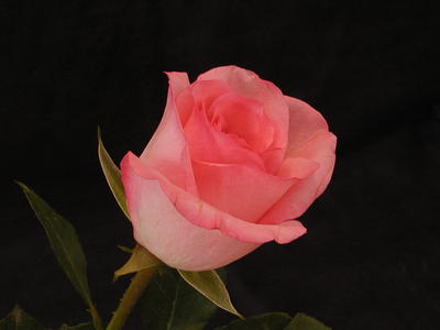 Pink rose