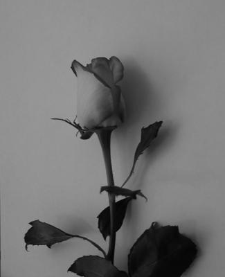 Rose in black and white