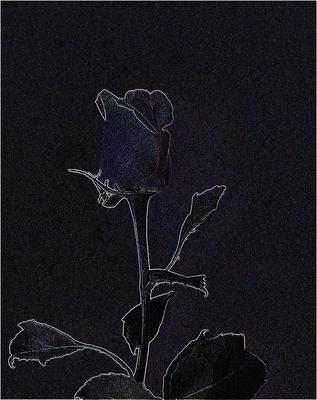 Rose reduced (edge detection)