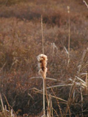 Cattail