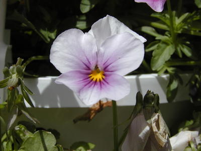 Pansy