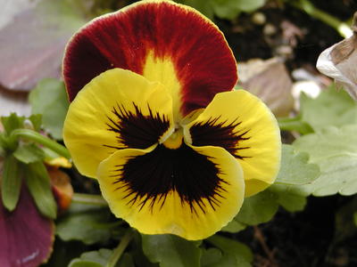 Pansy #2