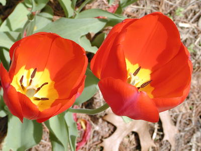 Tulips
