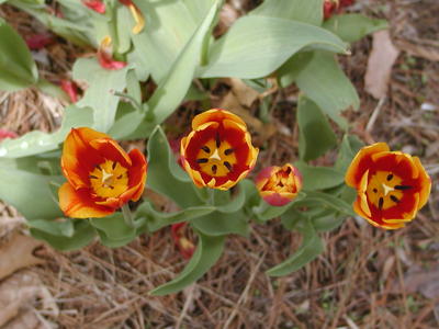 Tulips #2