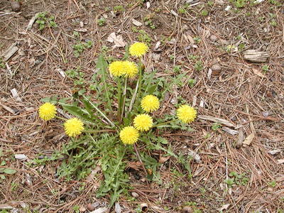 Some flowers are not as welcome