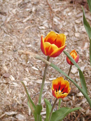 Tulips #3