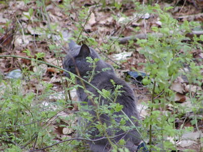 Purrgatory in contemplation