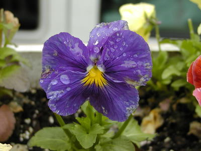 Pansies in the rain #2
