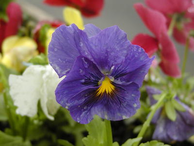 Pansies in the rain #3