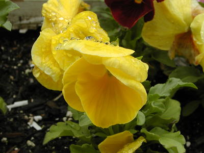 Pansies in the rain #4
