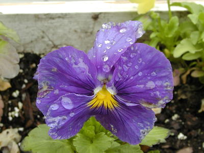 Pansies in the rain #5