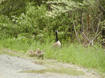 Goose and goslings #2