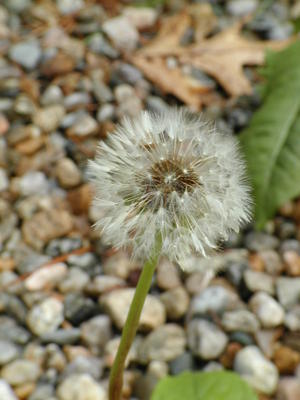 Dandelion #2