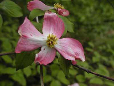 Dogwood flower