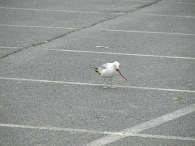 Is red licorice part of a seagull's natural diet?