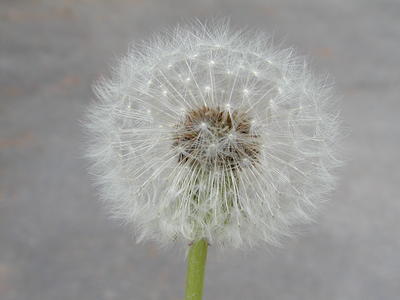 Dandelion #4