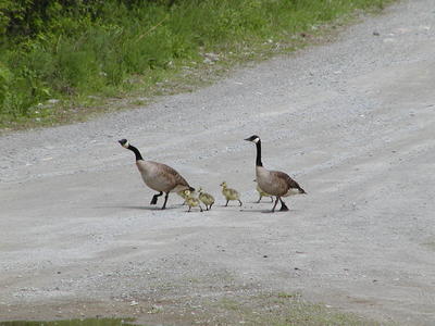Where the term goosestep came from