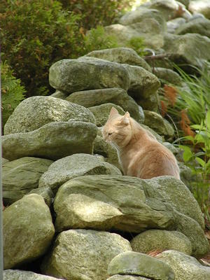 Aerosmith on the rocks