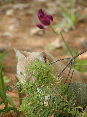 I'm hiding, you can't see me