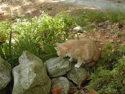 Aerosmith on the rocks #2