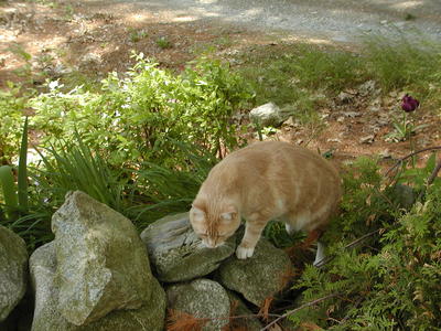 Aerosmith on the rocks #3