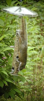 I love sunflower seeds