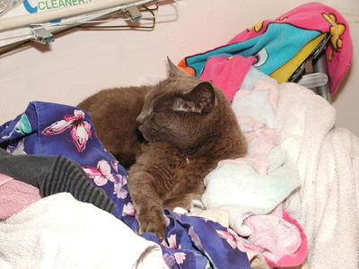 I claim this pile in the name of cats everywhere