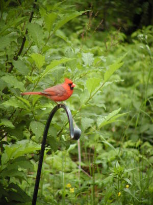 Cardinal