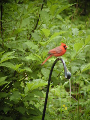 Cardinal #2