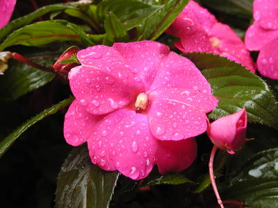 New Guinea Impatients in the rain