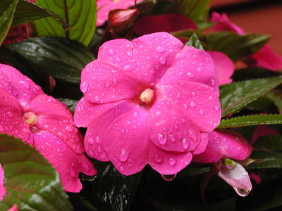 New Guinea Impatients in the rain #3