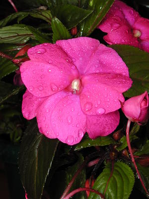 New Guinea Impatients in the rain #4