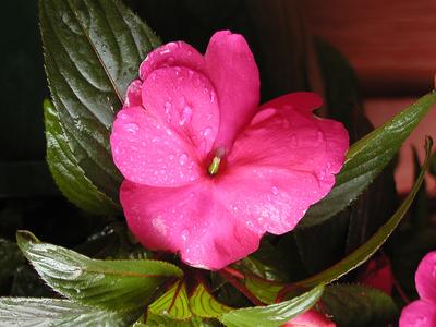 New Guinea Impatients in the rain #5