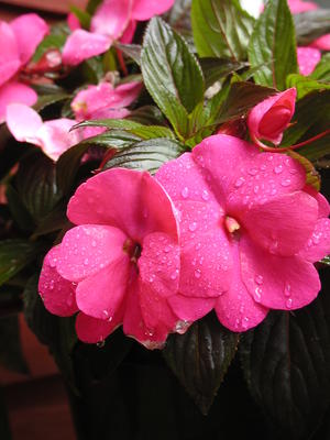 New Guinea Impatients in the rain #6