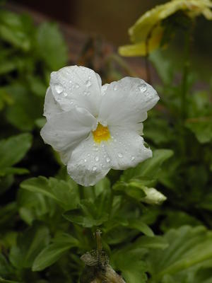 Pansies in the rain