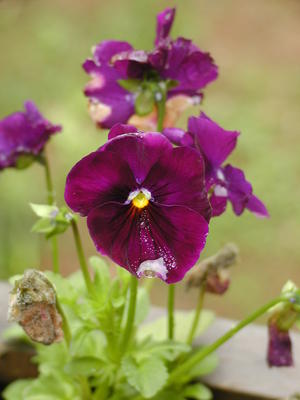 Pansies in the rain #2