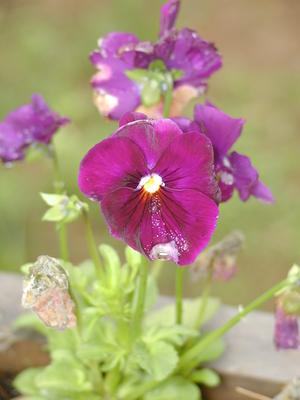 Pansies in the rain #3