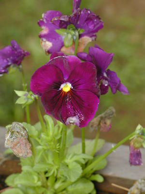 Pansies in the rain #4