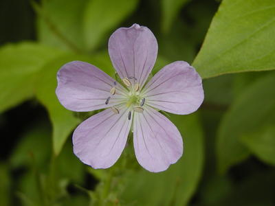 Wild Geranimum at Acton Aboretum