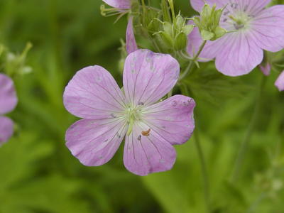 Wild Geranimum at Acton Aboretum #3