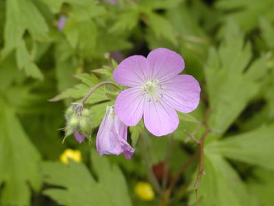 Wild Geranimum at Acton Aboretum #4