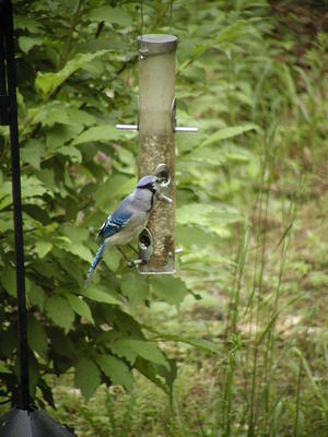 Blue Jay