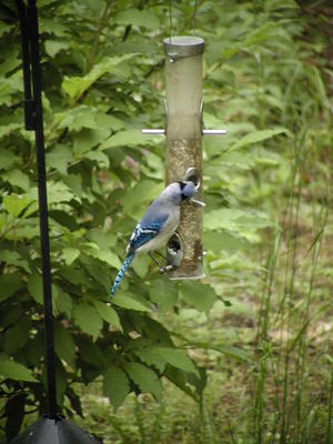 Blue Jay #2